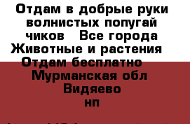 Отдам в добрые руки волнистых попугай.чиков - Все города Животные и растения » Отдам бесплатно   . Мурманская обл.,Видяево нп